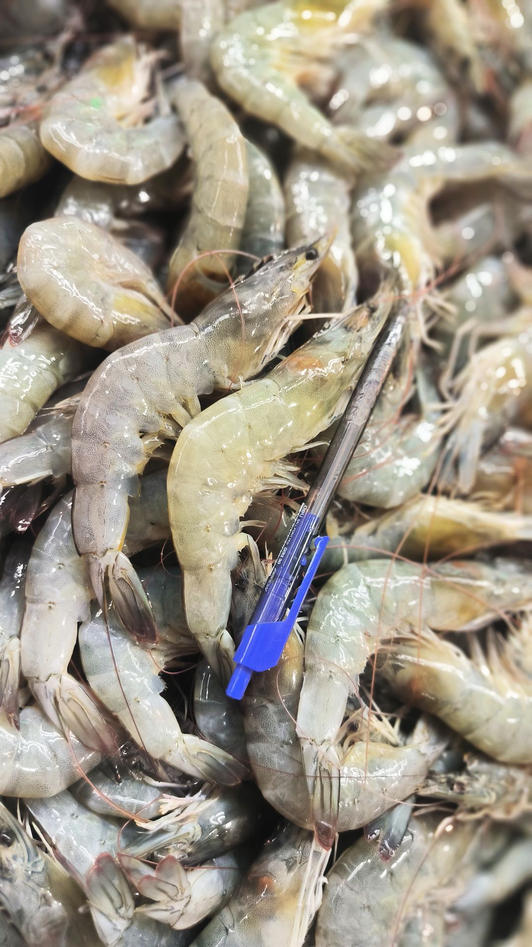 S- Grey Prawn Medium