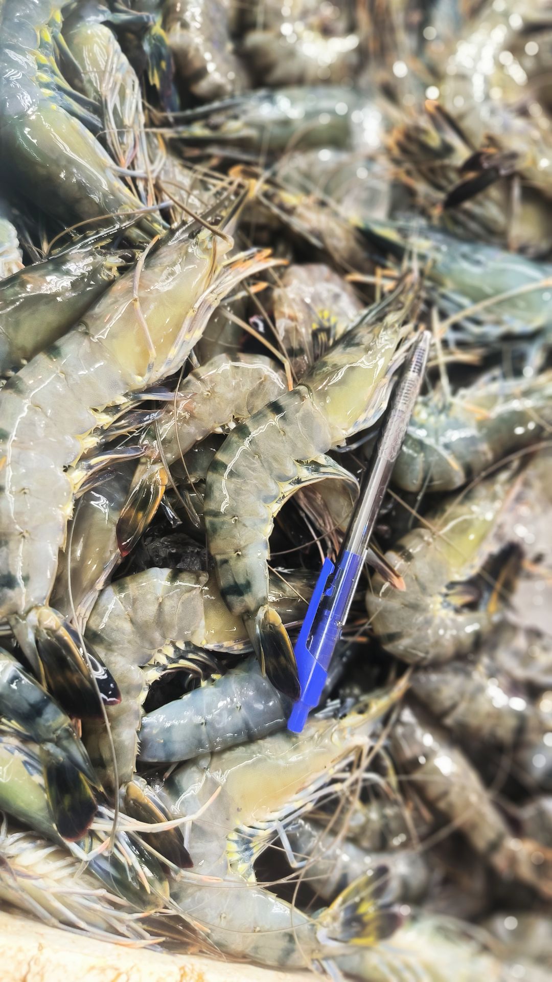 S- Tiger Prawn Medium