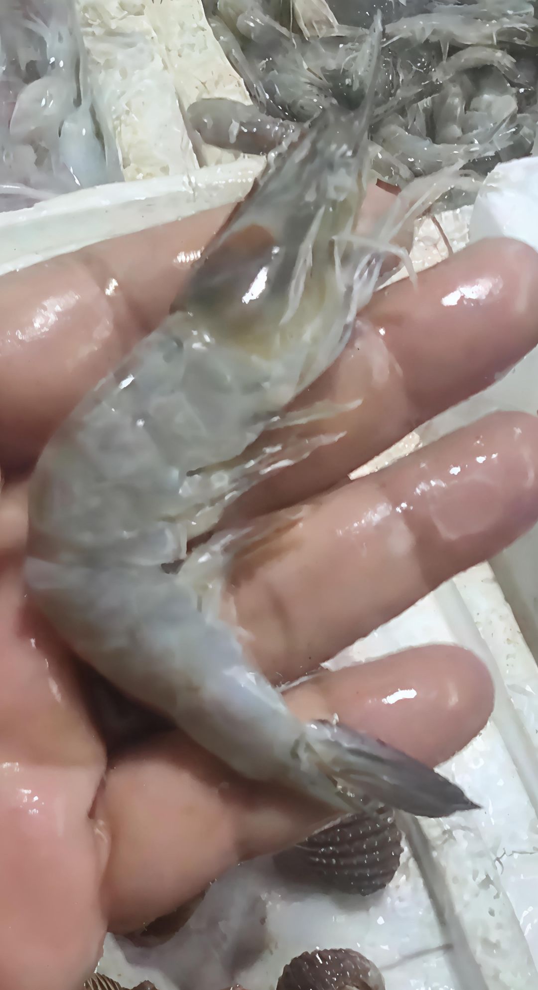 S- Grey Prawn Small