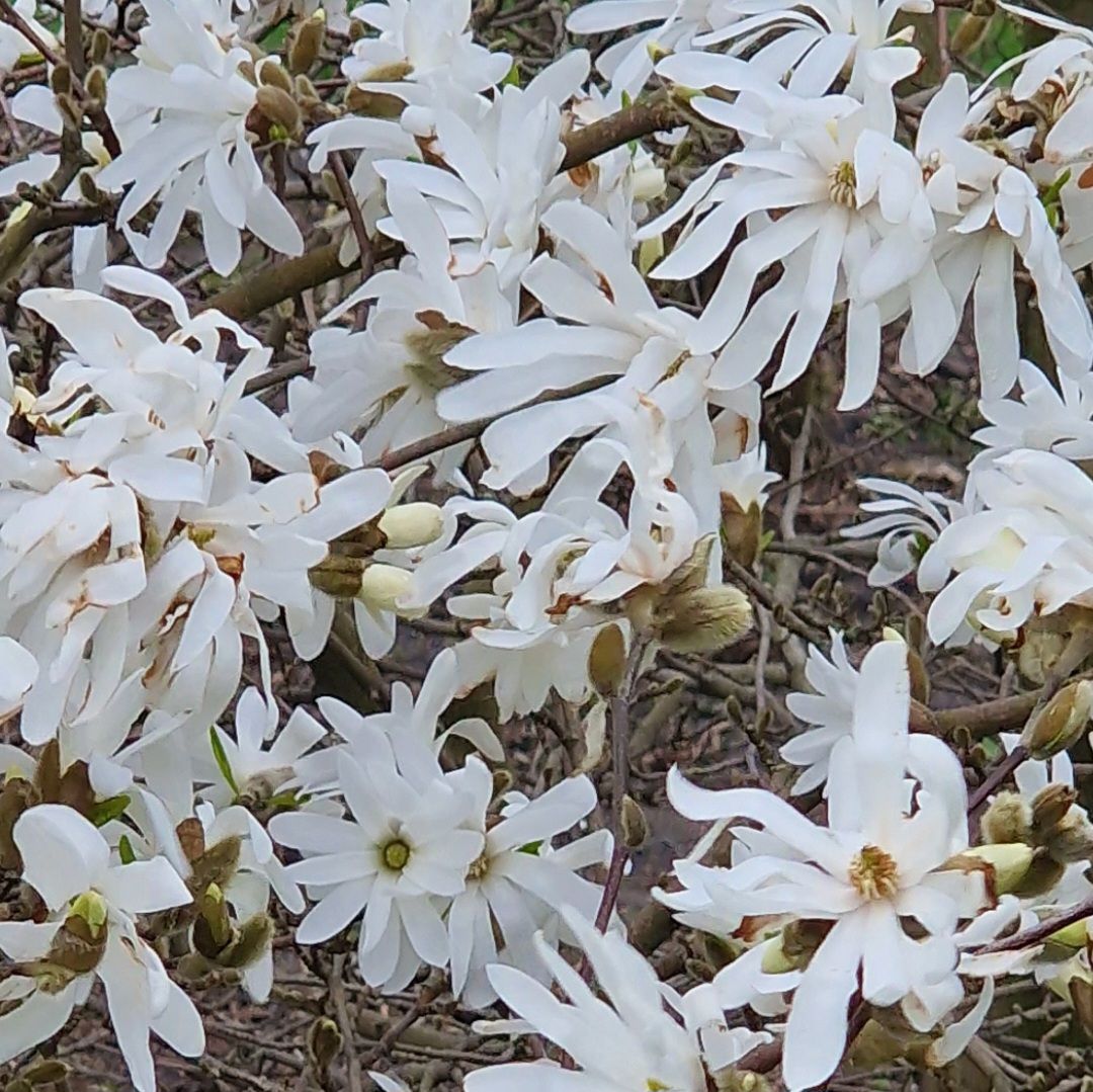 Magnolia Stellata