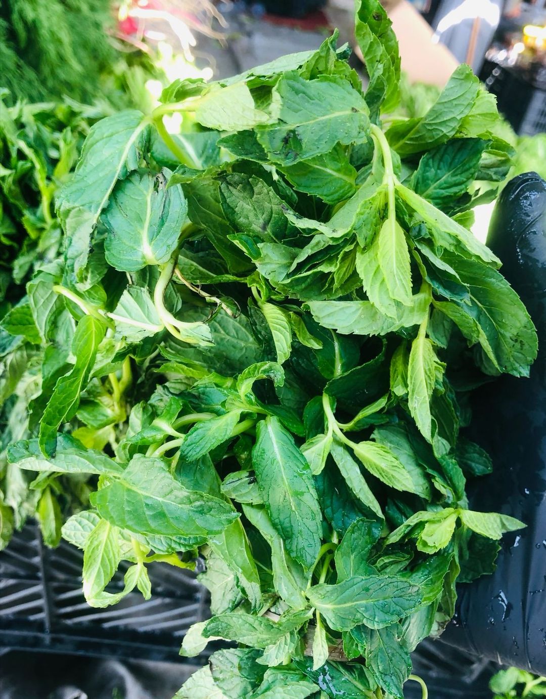 نعناع