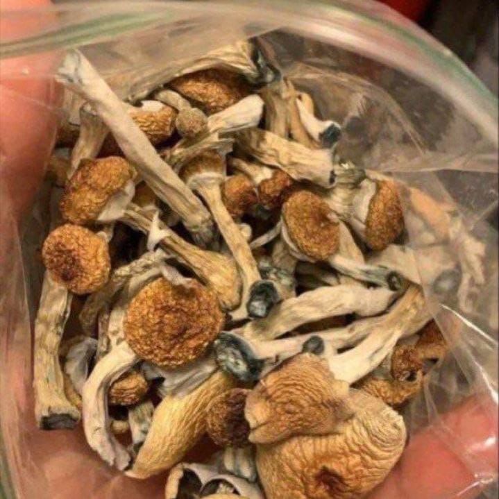 Buy Magic mushroom online 