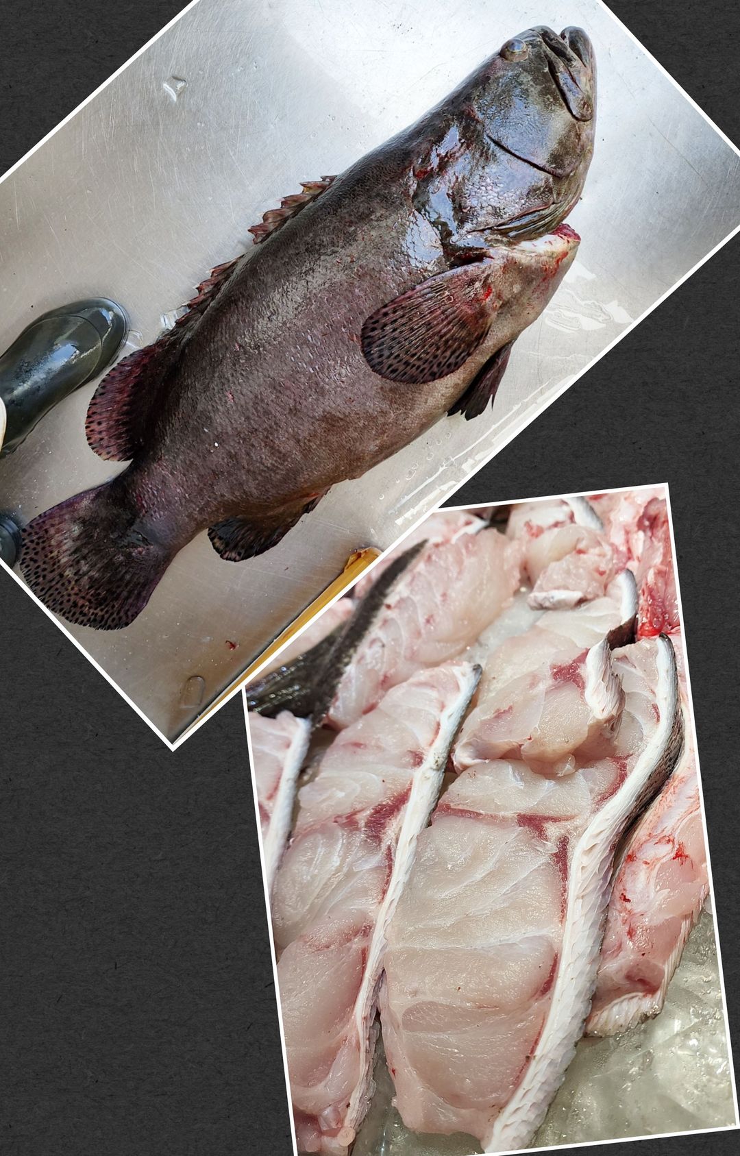 生劏台灣龍躉🐟(魚肉Version/魚腩)
