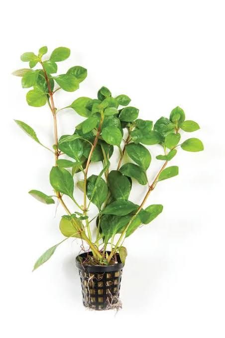 746 - Ludwigia Repens