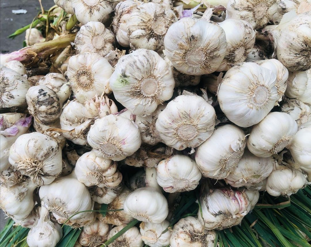 ثوم أخضر عراقي 