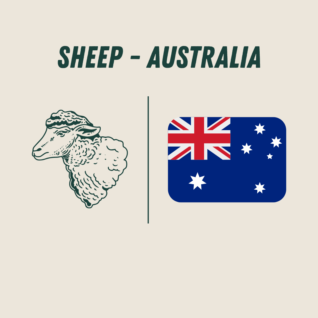 [Australia] - Sheep