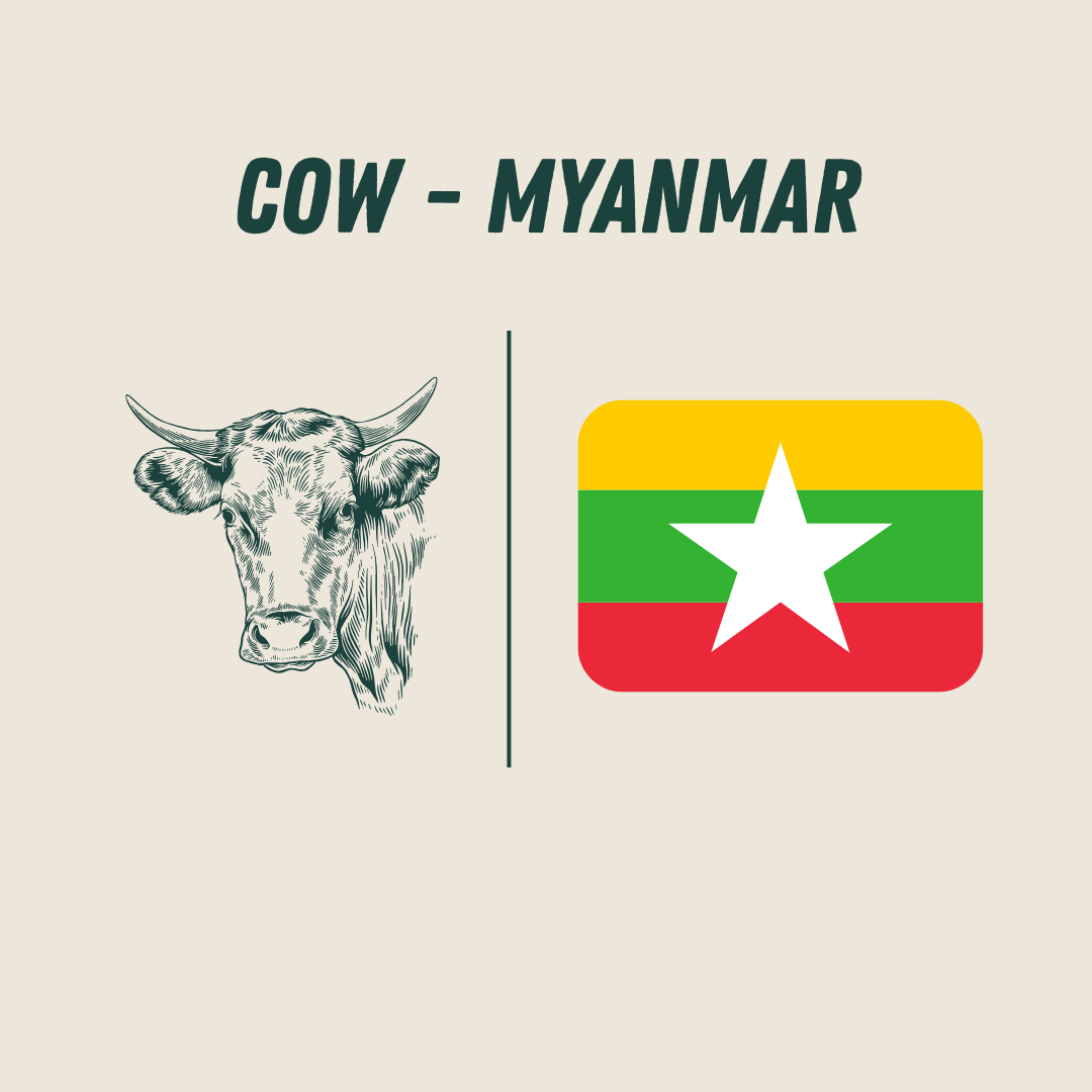 [Myanmar] - Cow