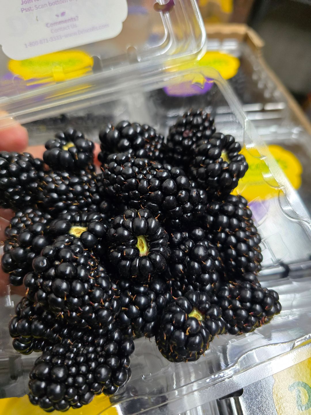 Driscoll's Blackberry 125g 