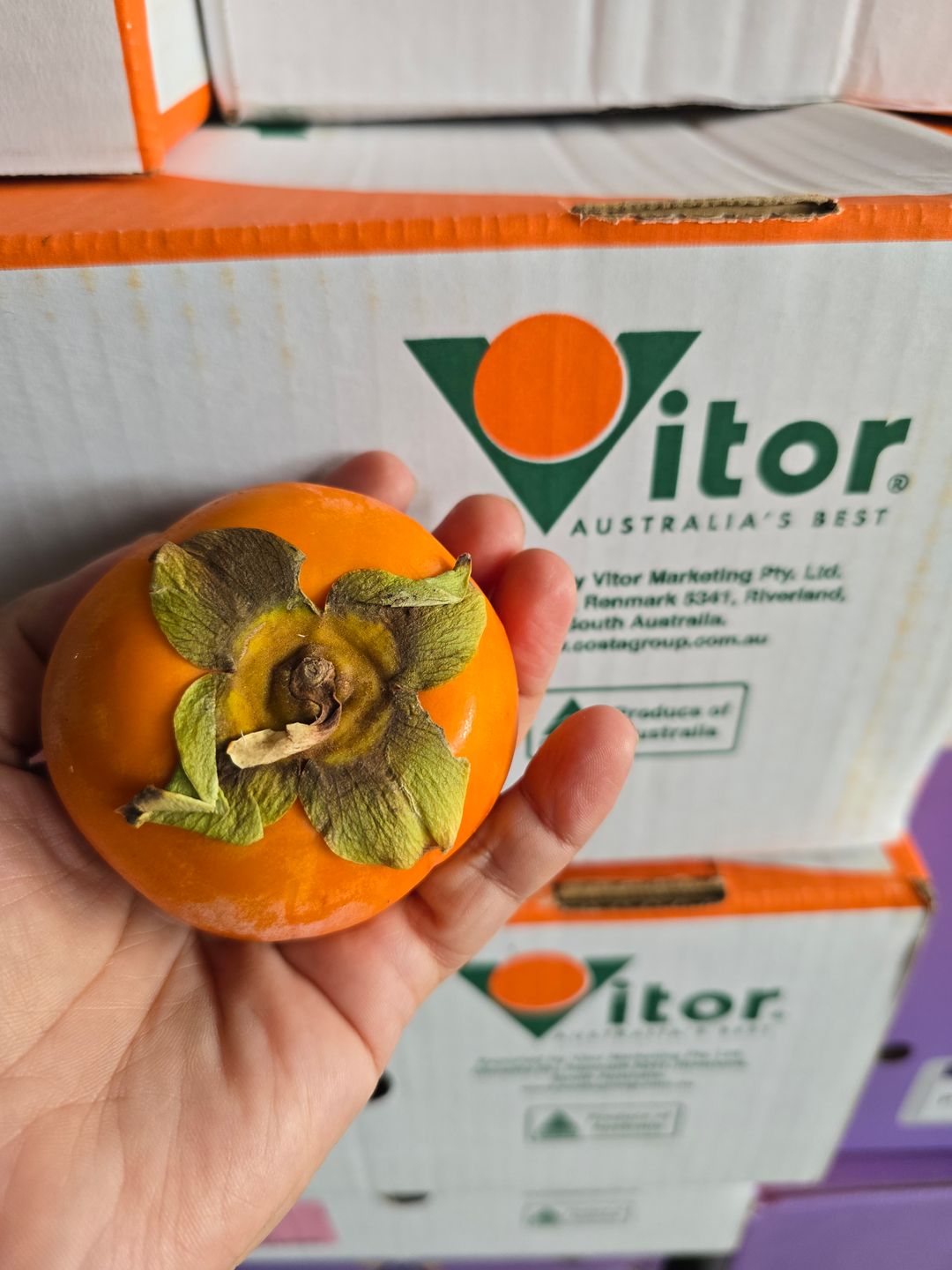 Aust Persimmon (4 per set) 
