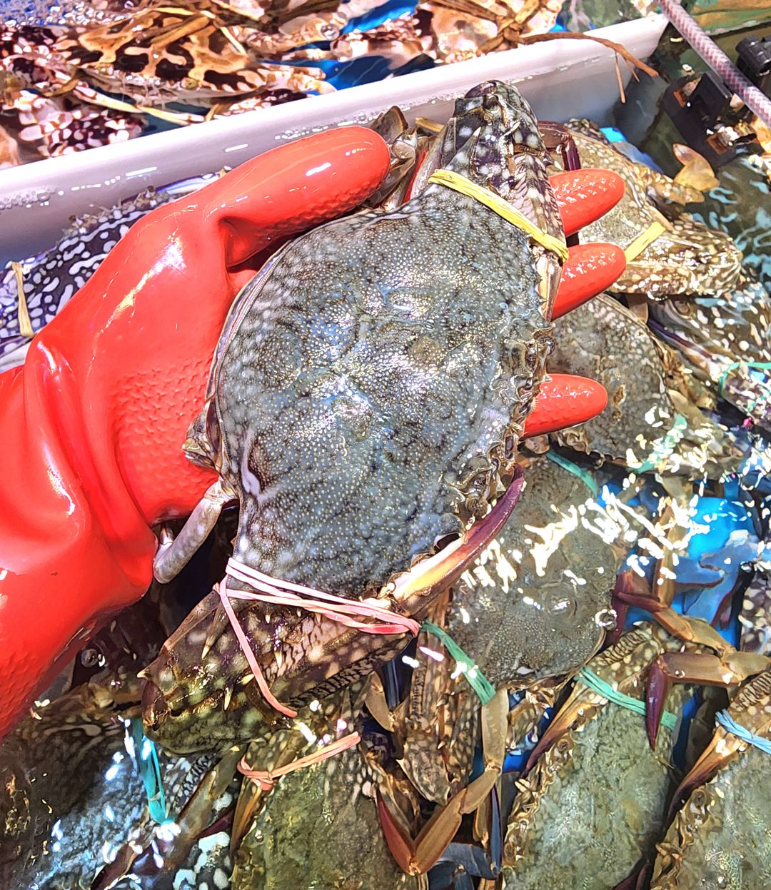 藍花蟹🦀（乸）（有膏）（隻）（約7~8兩）