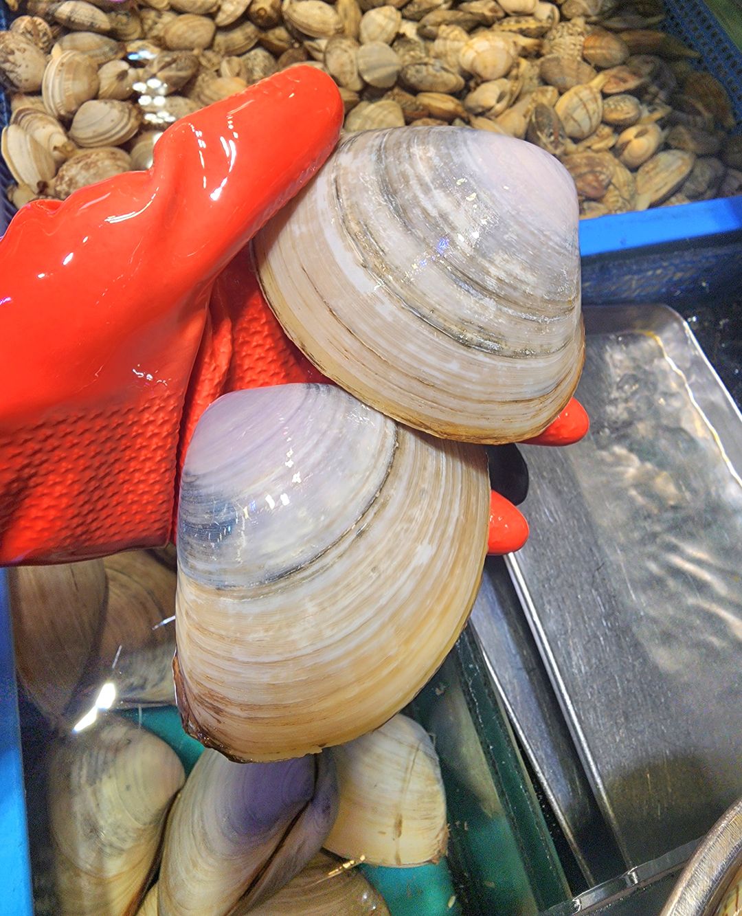 貴妃蚌🐚 （大size）(2隻⚠️)