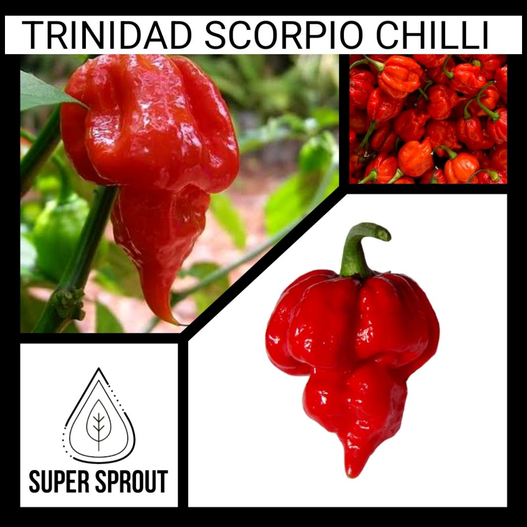 🌶TRINIDAD SCORPIO CHILLI🌶 x 10 seeds 