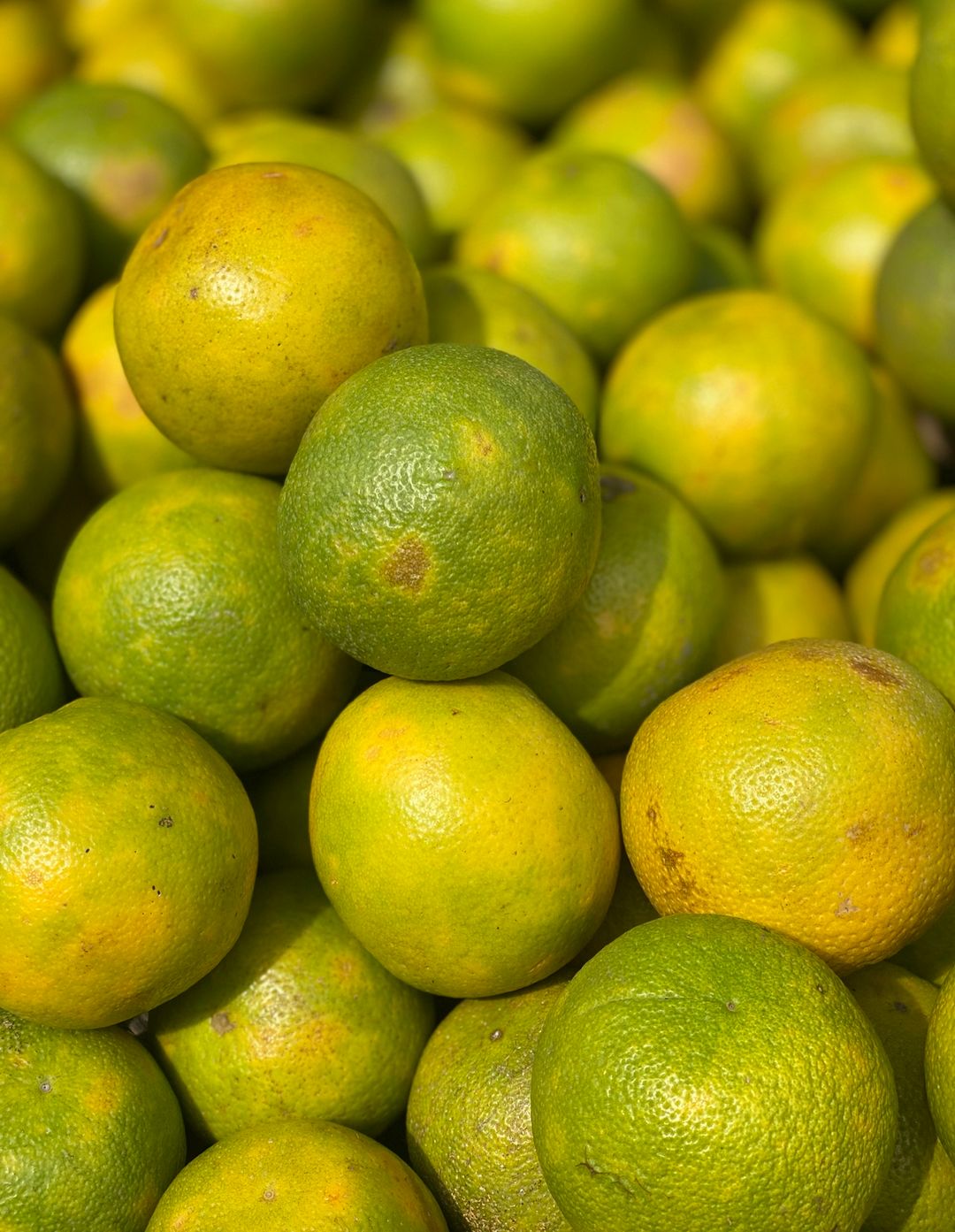Local Oranges 4pc