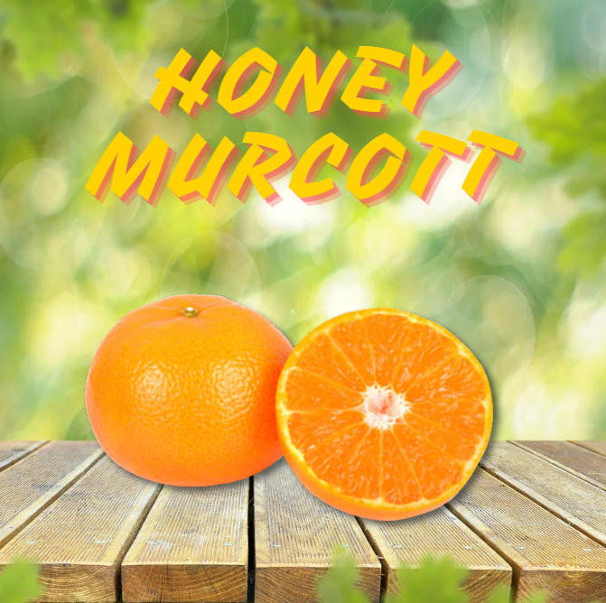 HONEY MURCOTT