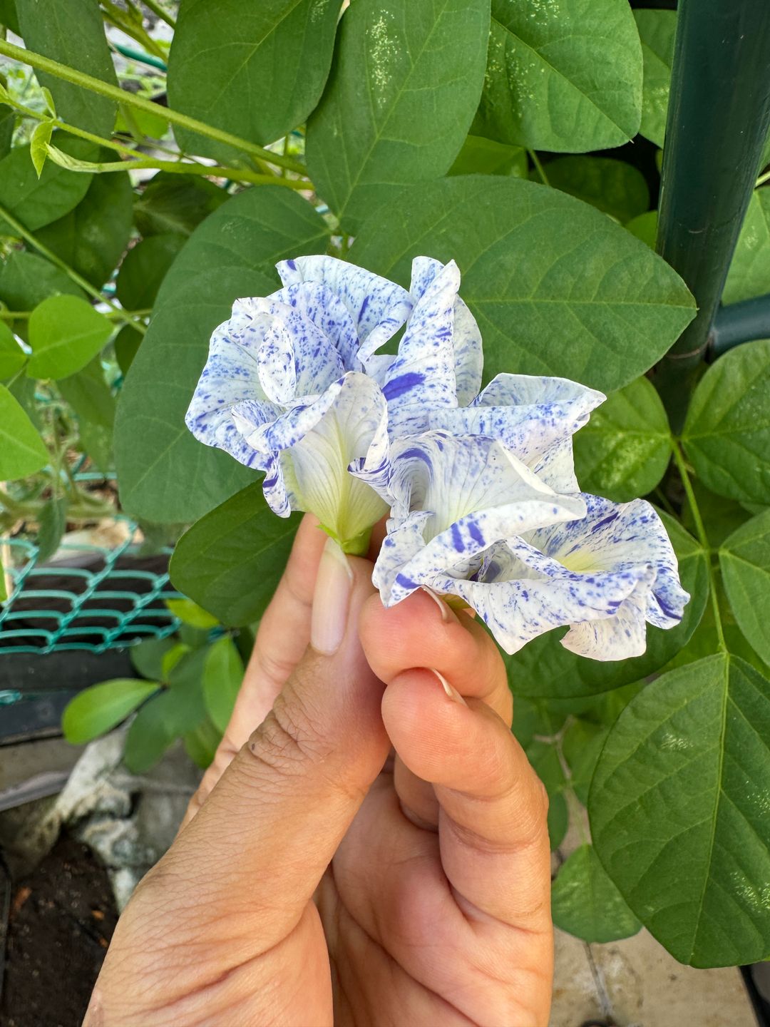 Variegated Butterfly Pea - Seeds