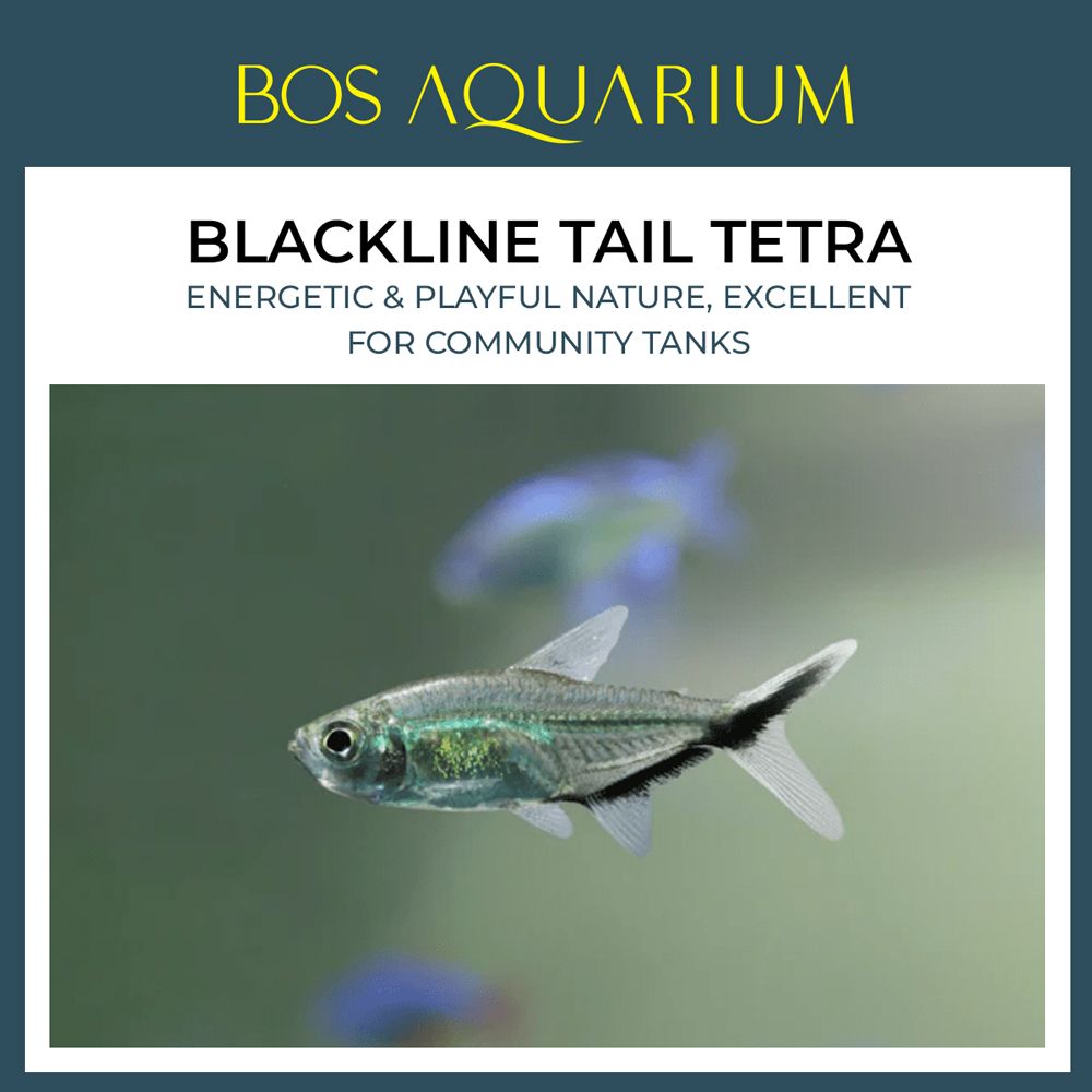 Blackline Tail Tetra 大黑勾尾灯