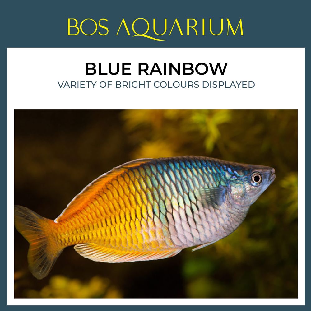 Blue Rainbow 蓝美人