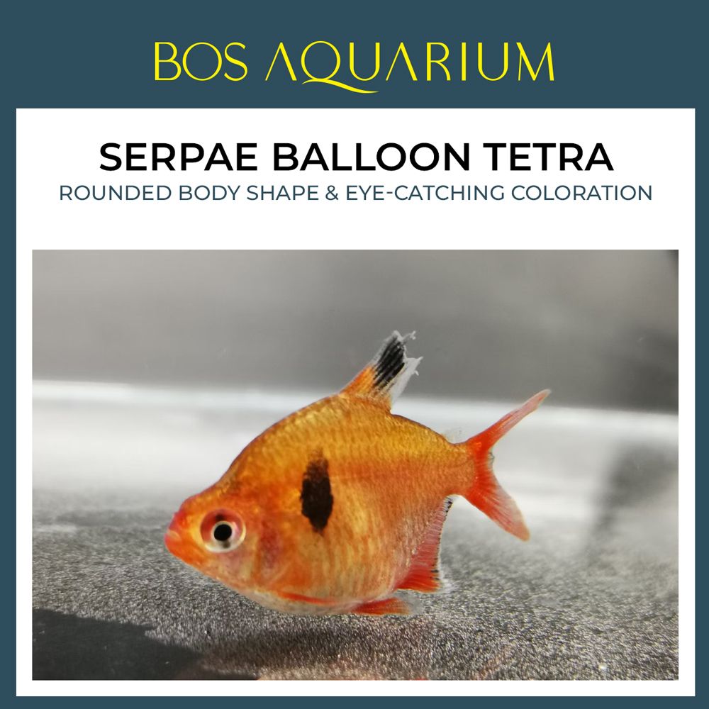 Serpae Balloon Tetra 圆红彩旅