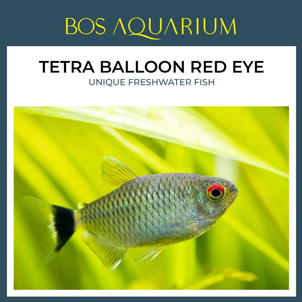 Balloon Red Eye Tetra 拿眼灯 (圆身)