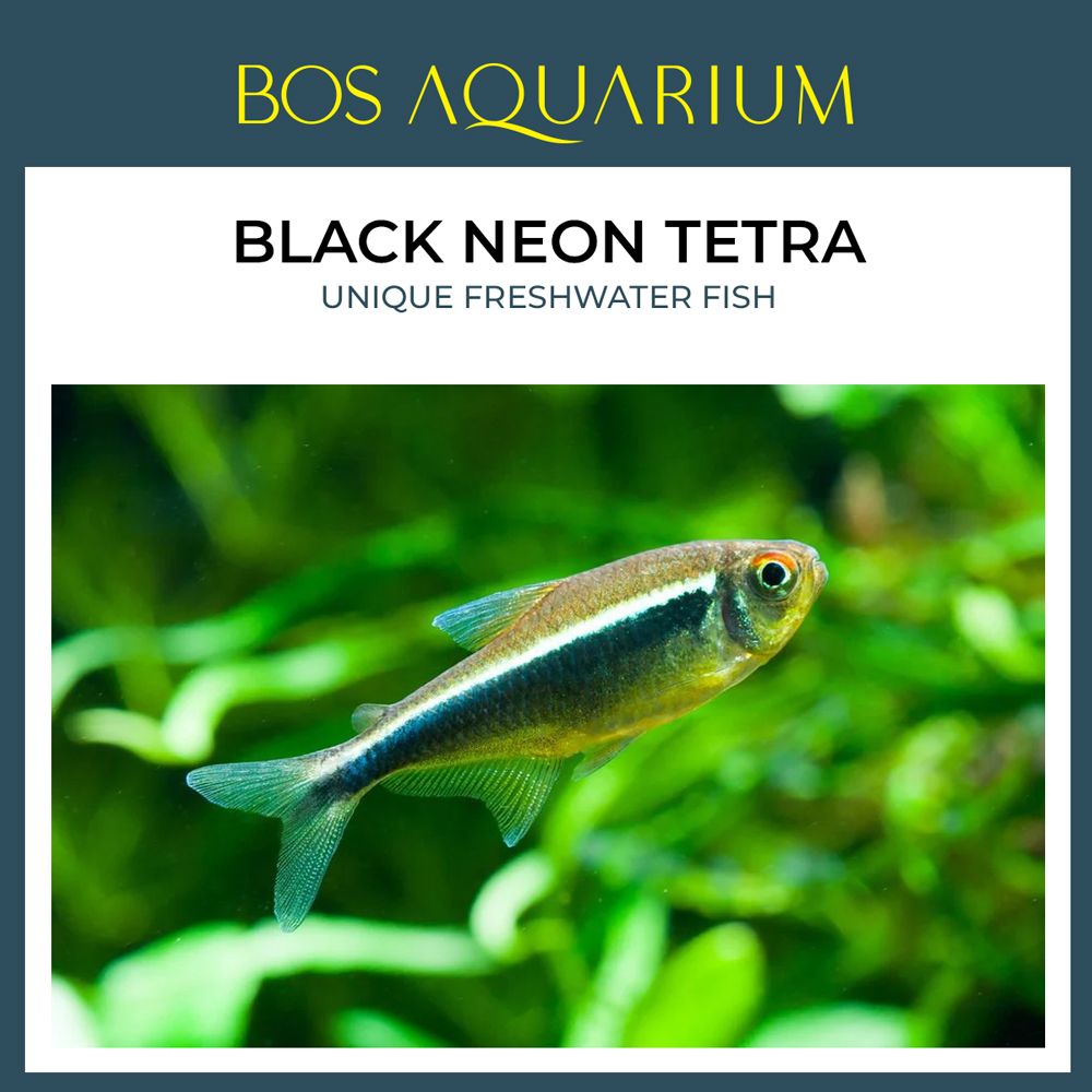 Black Neon Tetra 黑霓虹燈魚