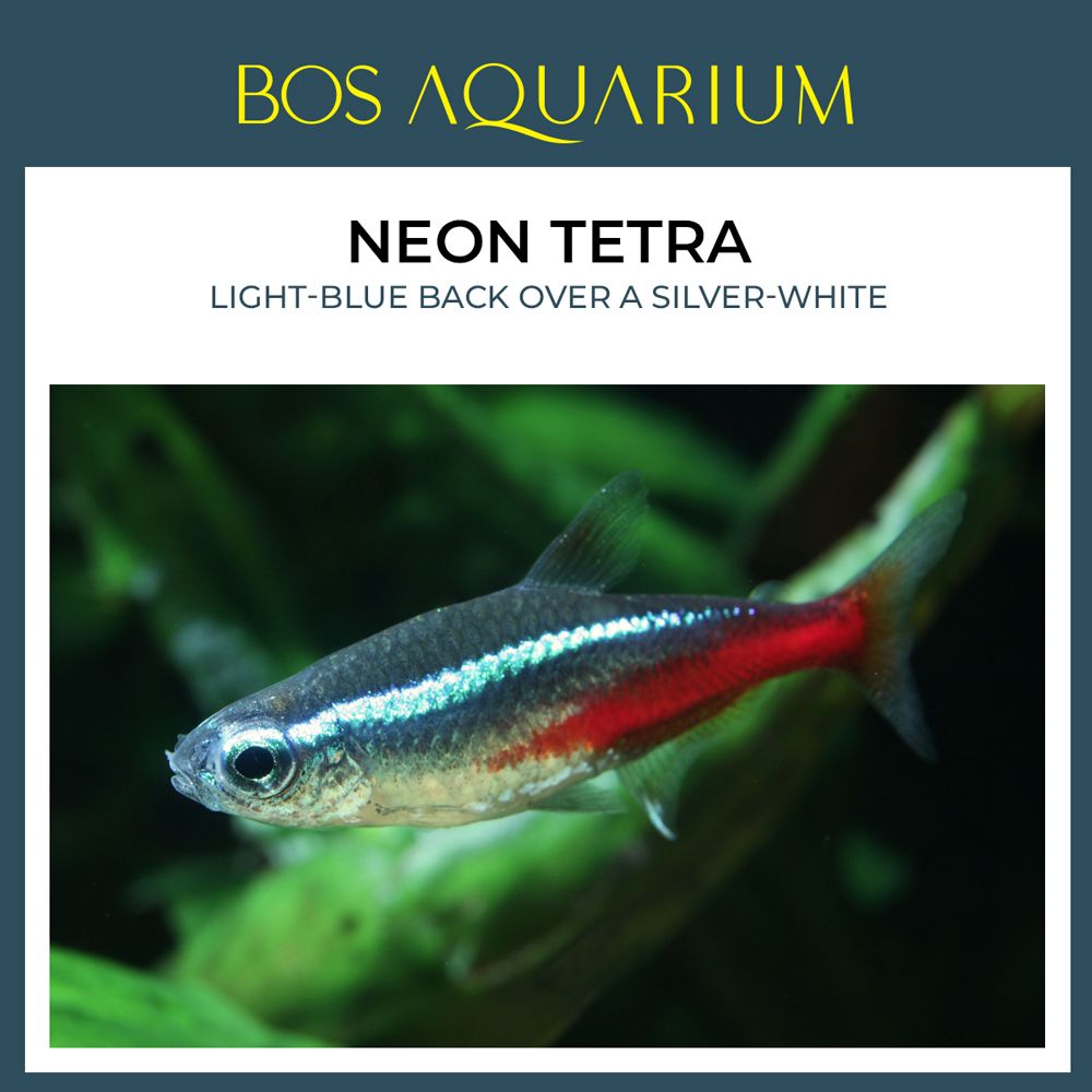 Neon Tetra 电光灯