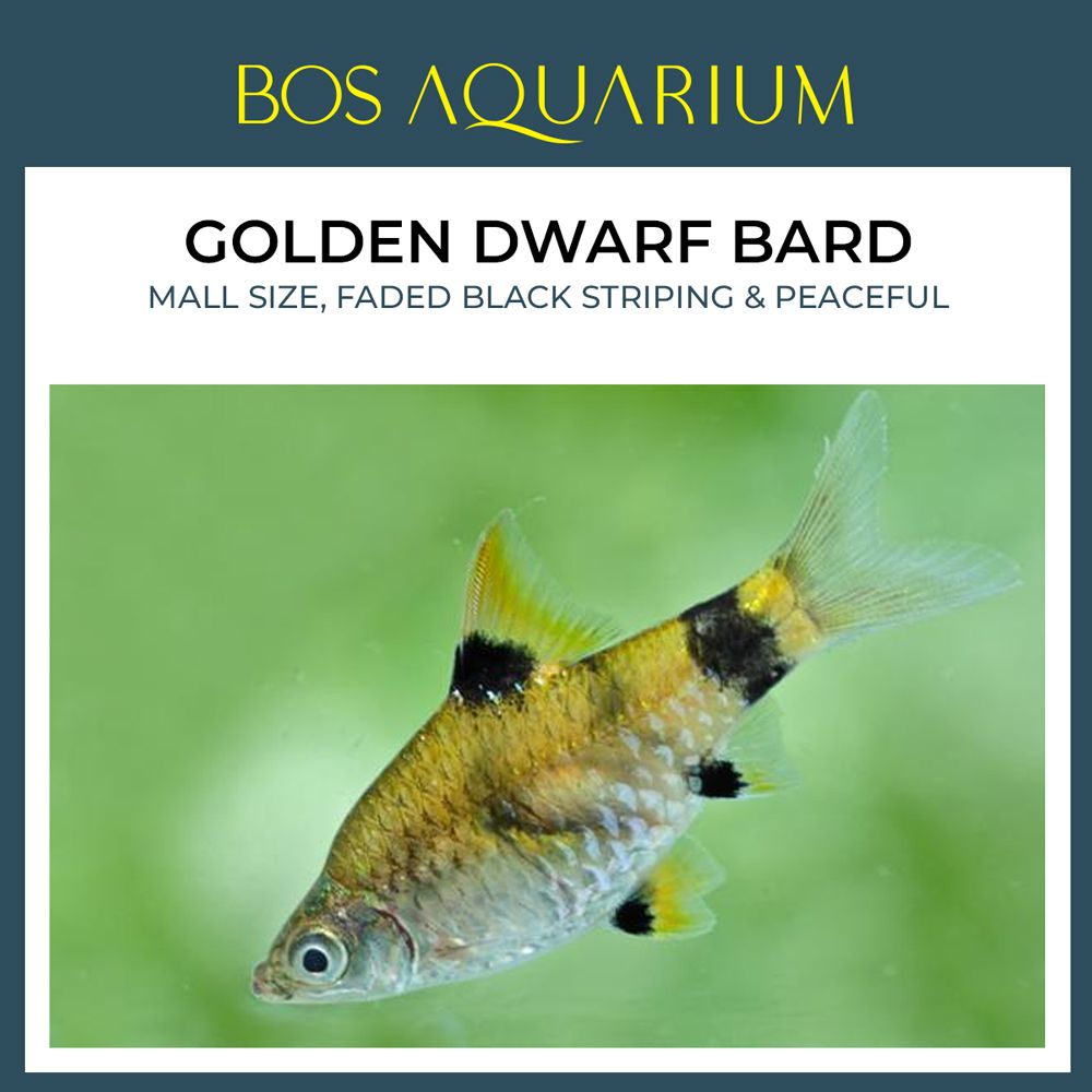 Golden Dwarf Bard 三间小丑灯