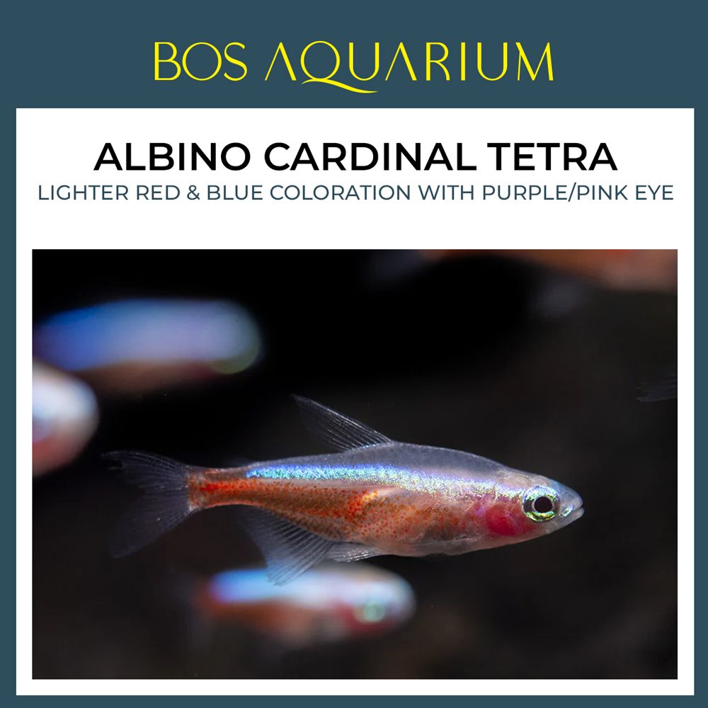 Albino Cardinal Tetra 白新灯
