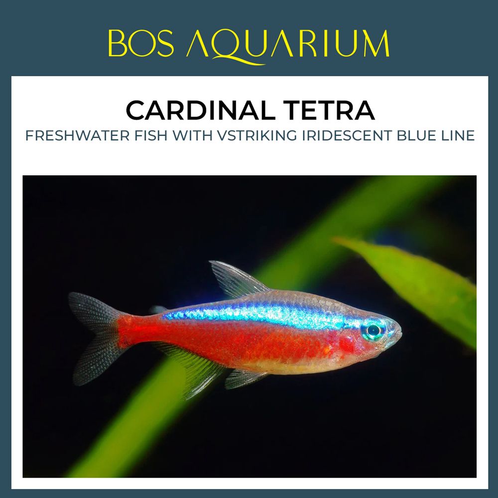 Cardinal Tetra (BUY 3 FREE 1)