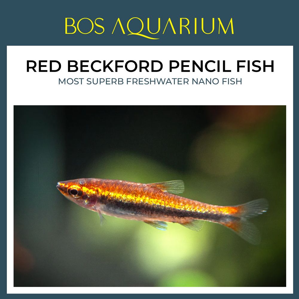 Red Beckford Pencil Fish 小火馅鉛笔鱼