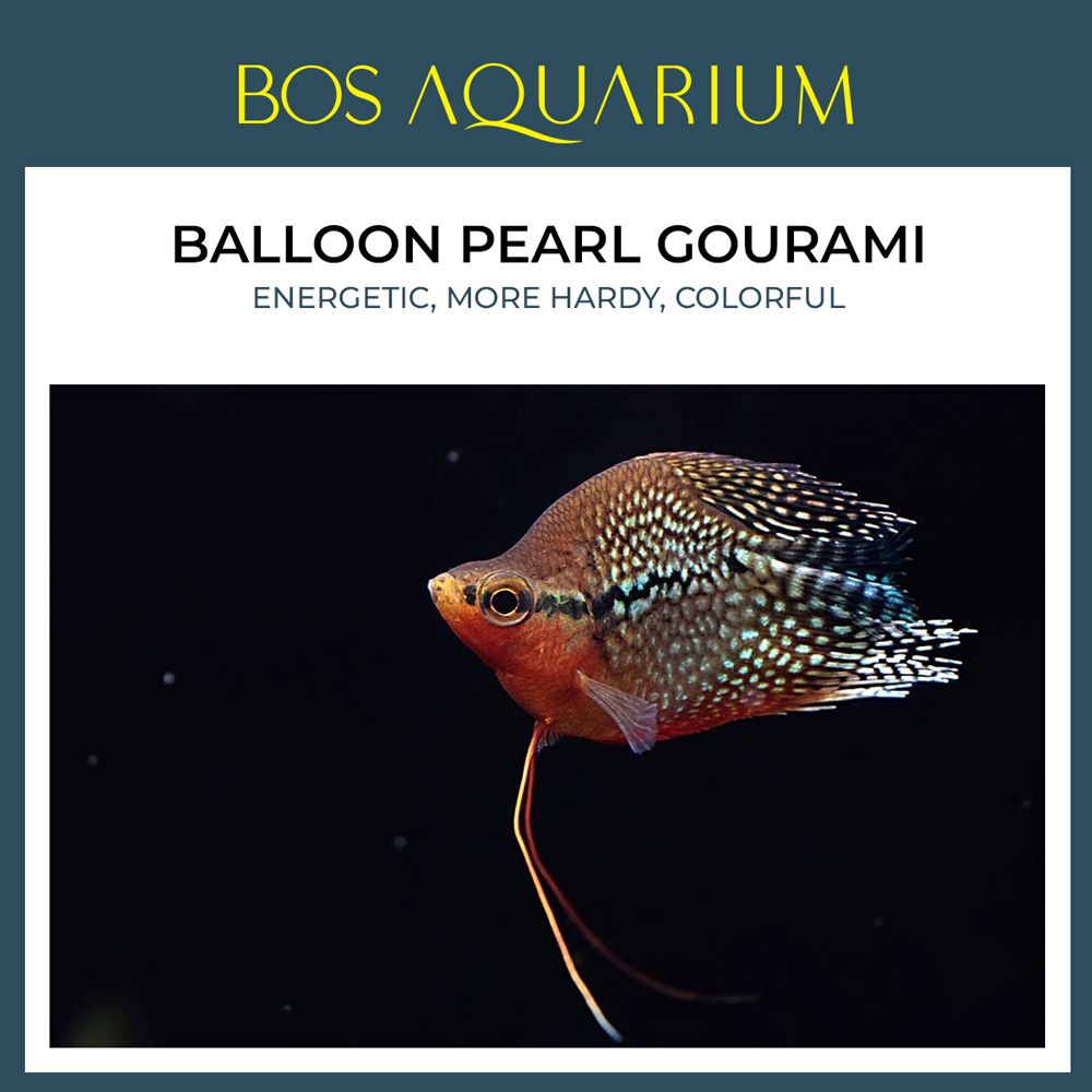 Balloon Pearl Gourami 圆身珍珠马甲