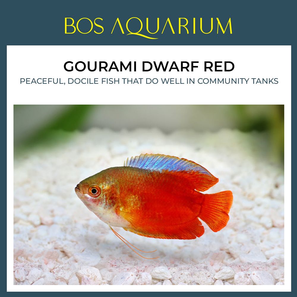 Gourami Dwarf Red 红丽丽