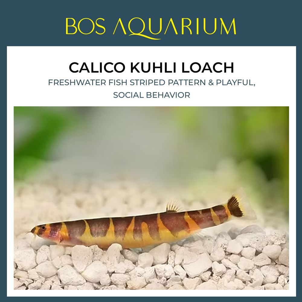 Calico Kuhli Loach 马蛇