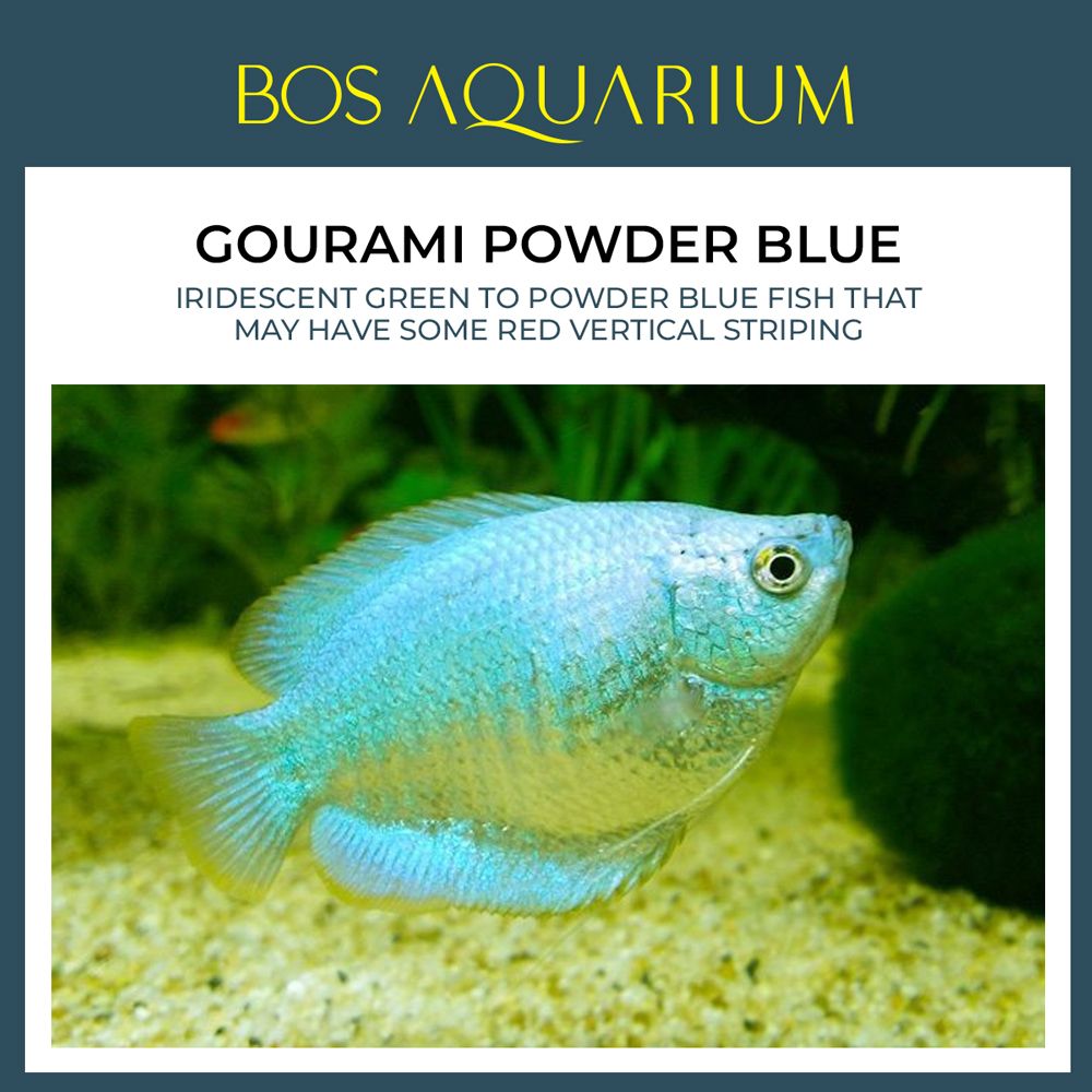 Gourami Powder Blue 一片蓝丽丽