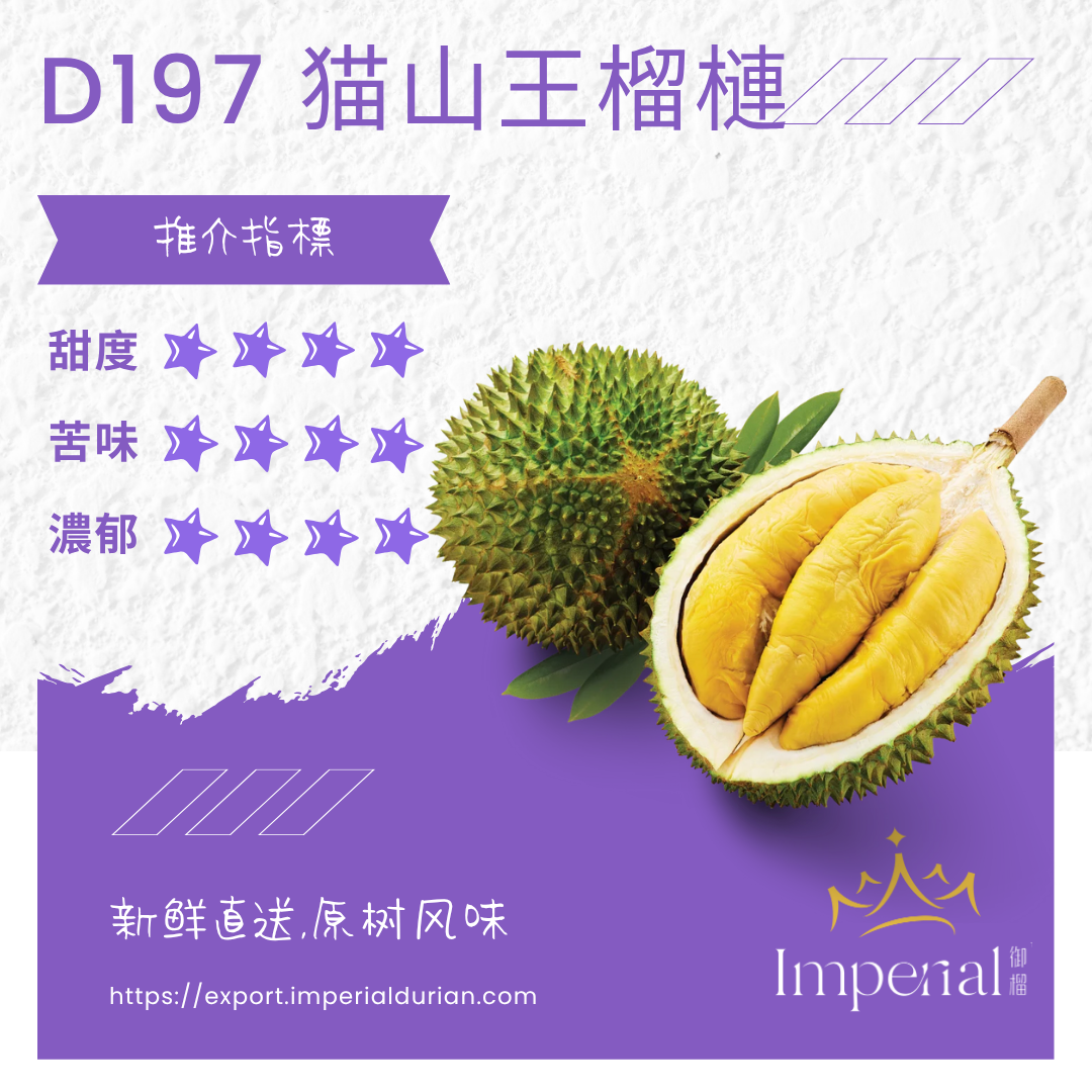 【D197】 高山老树猫山王榴槤