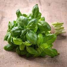 Basil Leaves Fresh