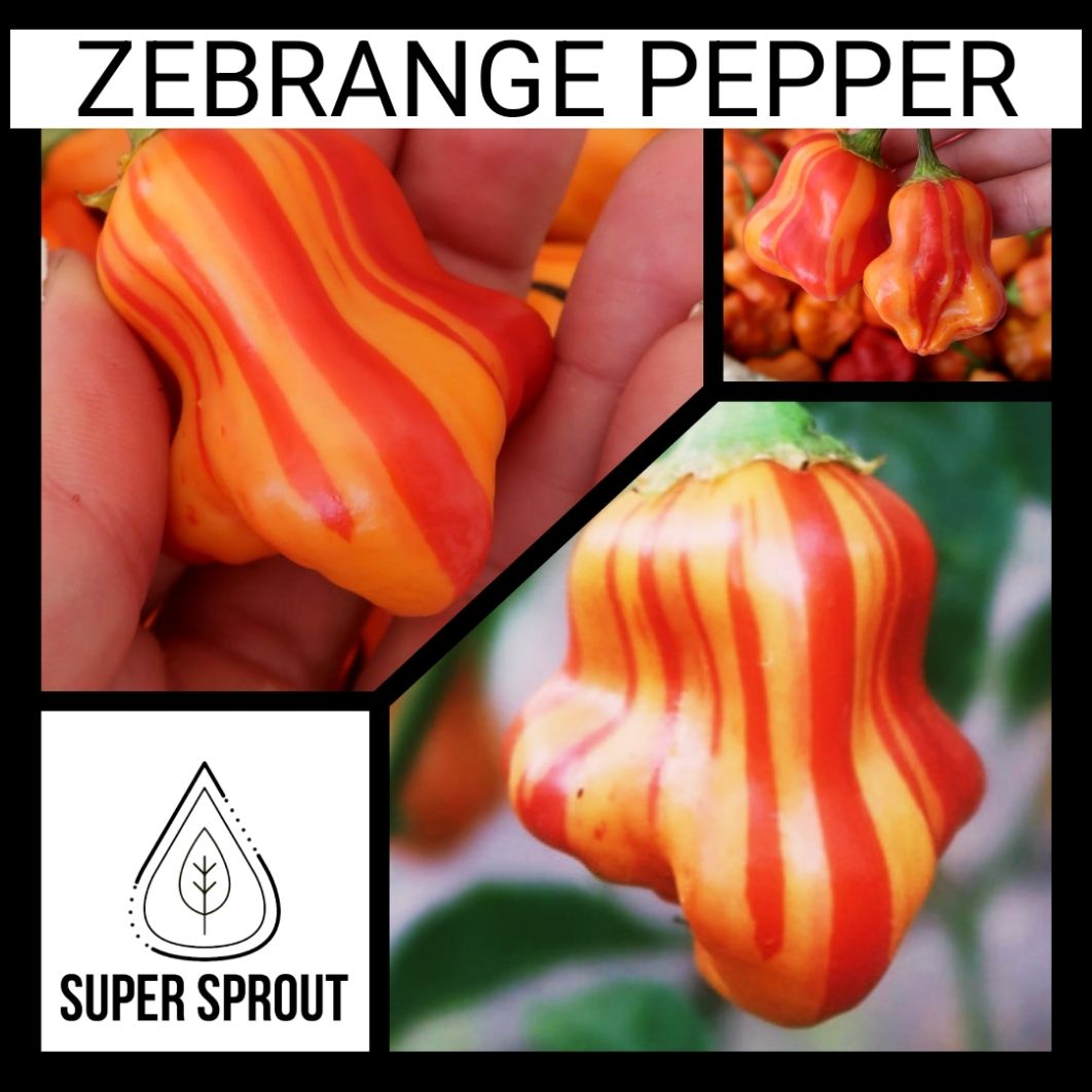 🌶ZEBRANGE PEPPER🌶 x 10 seeds