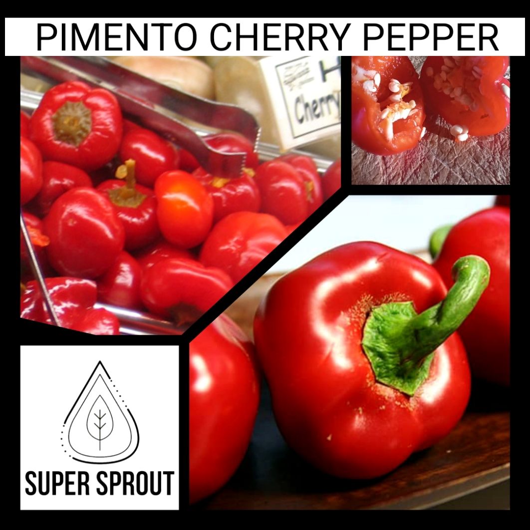 🌶PIMENTO CHERRY PEPPER🌶 x 5 seeds 