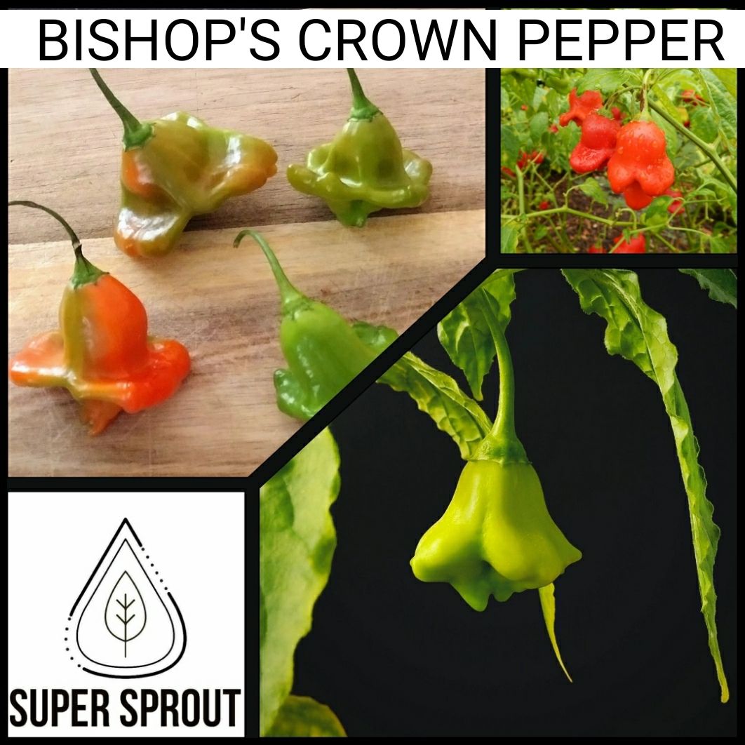 🌶BISHOP CROWN PEPPER🌶 x 10 seeds 