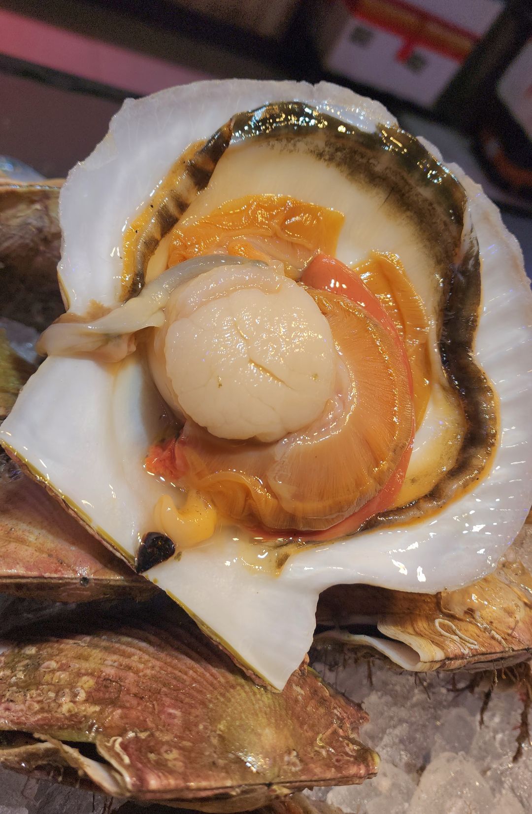 日本扇貝🐚（2隻⚠️）（大Size）