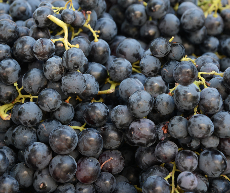 Black Grapes. Punnet