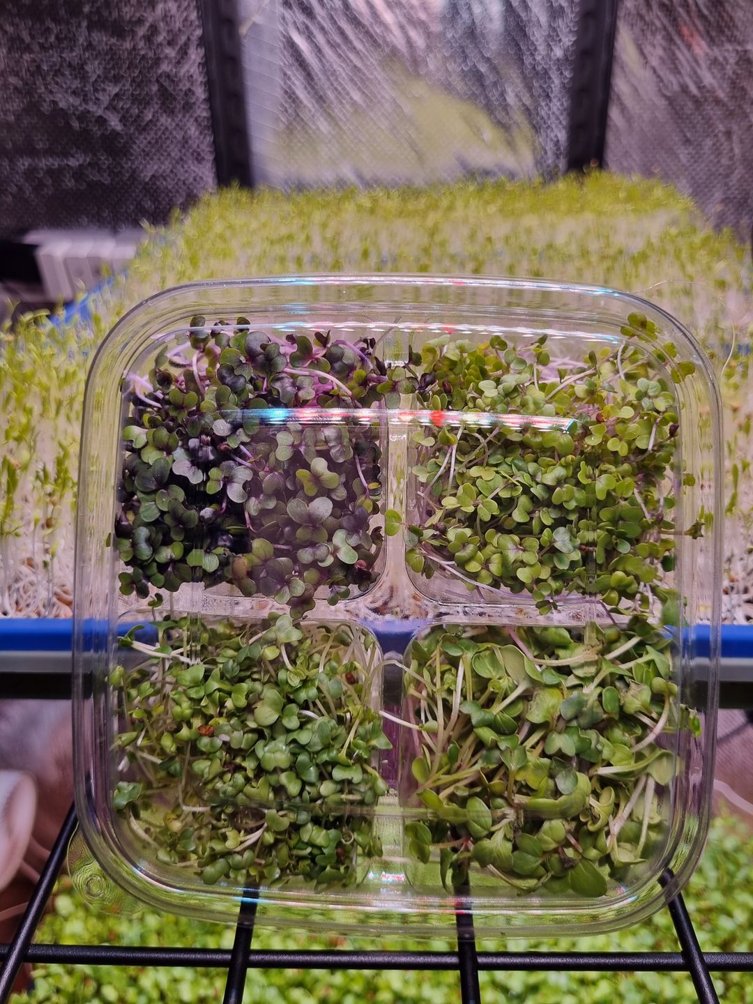 Special Salad Mix