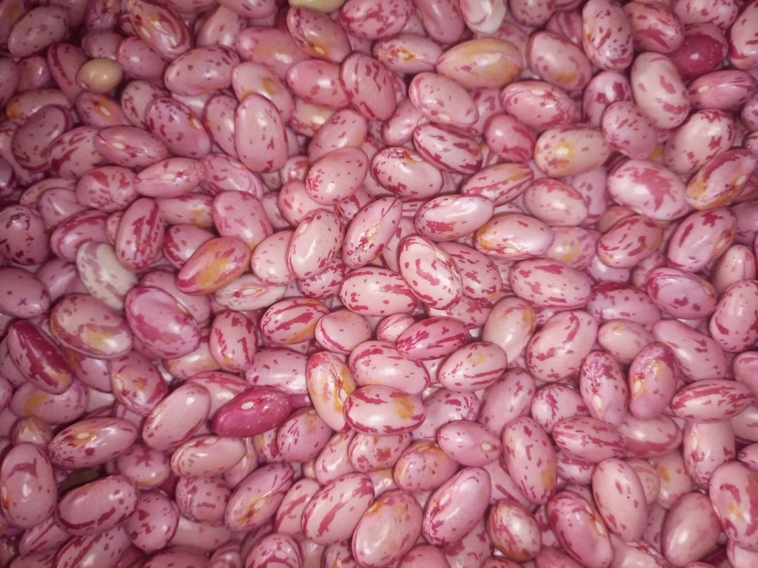 Wet RoseCoco beans(Fresh)