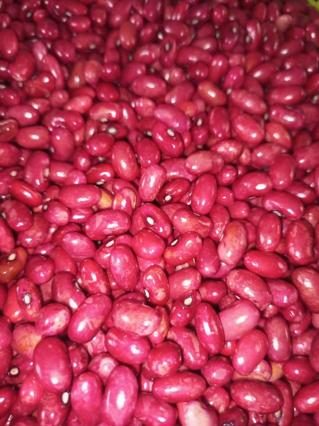 Wet Red Beans(Fresh)