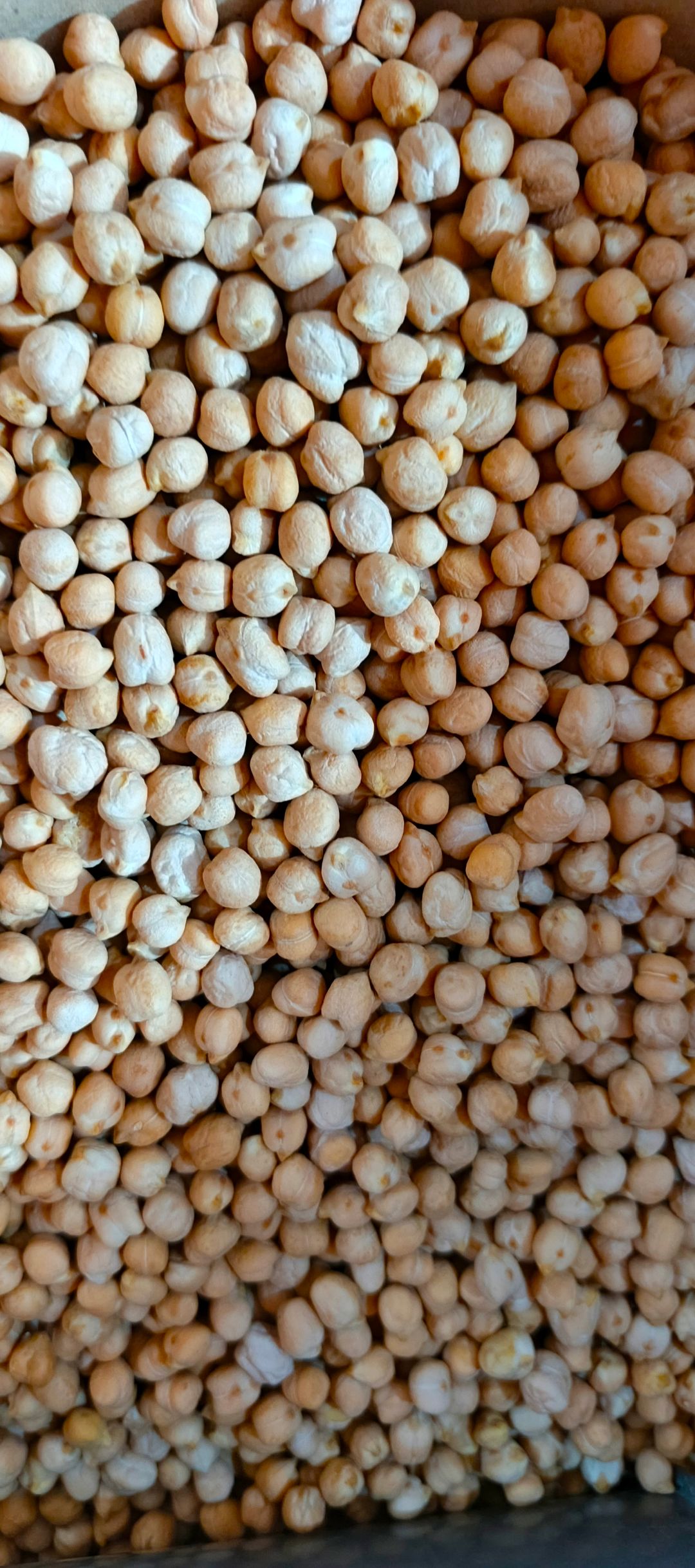 Chick Peas