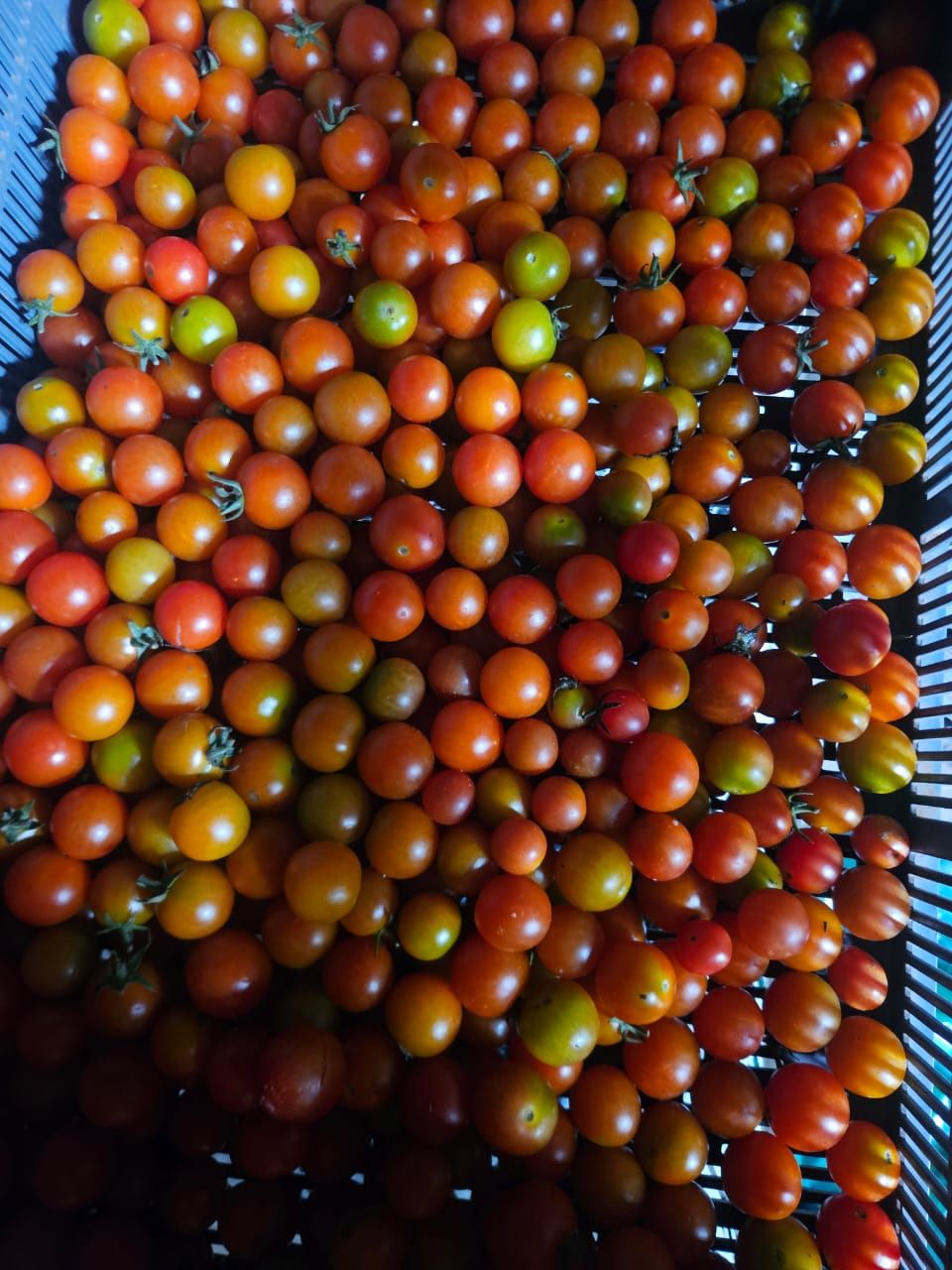 200g cocktail tomatoes