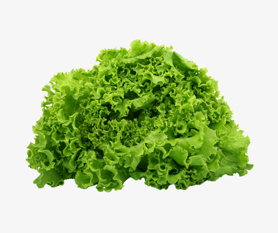 Lorenzo Lettuce. Per Bunch