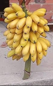 Sweet Banana. Bunch