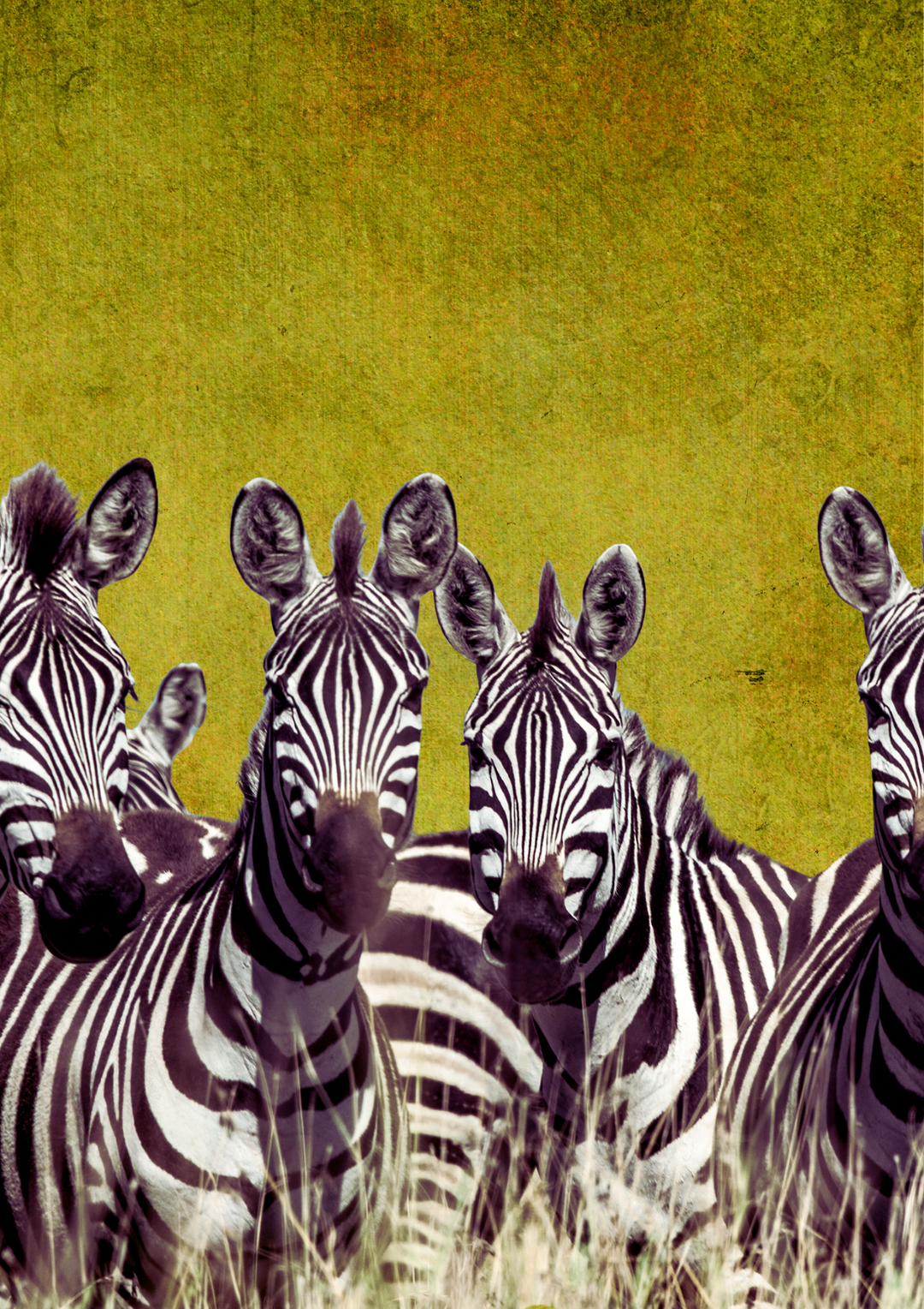 Macho Ya Porini “Eyes of the Wild” — Art Print by ZinZi