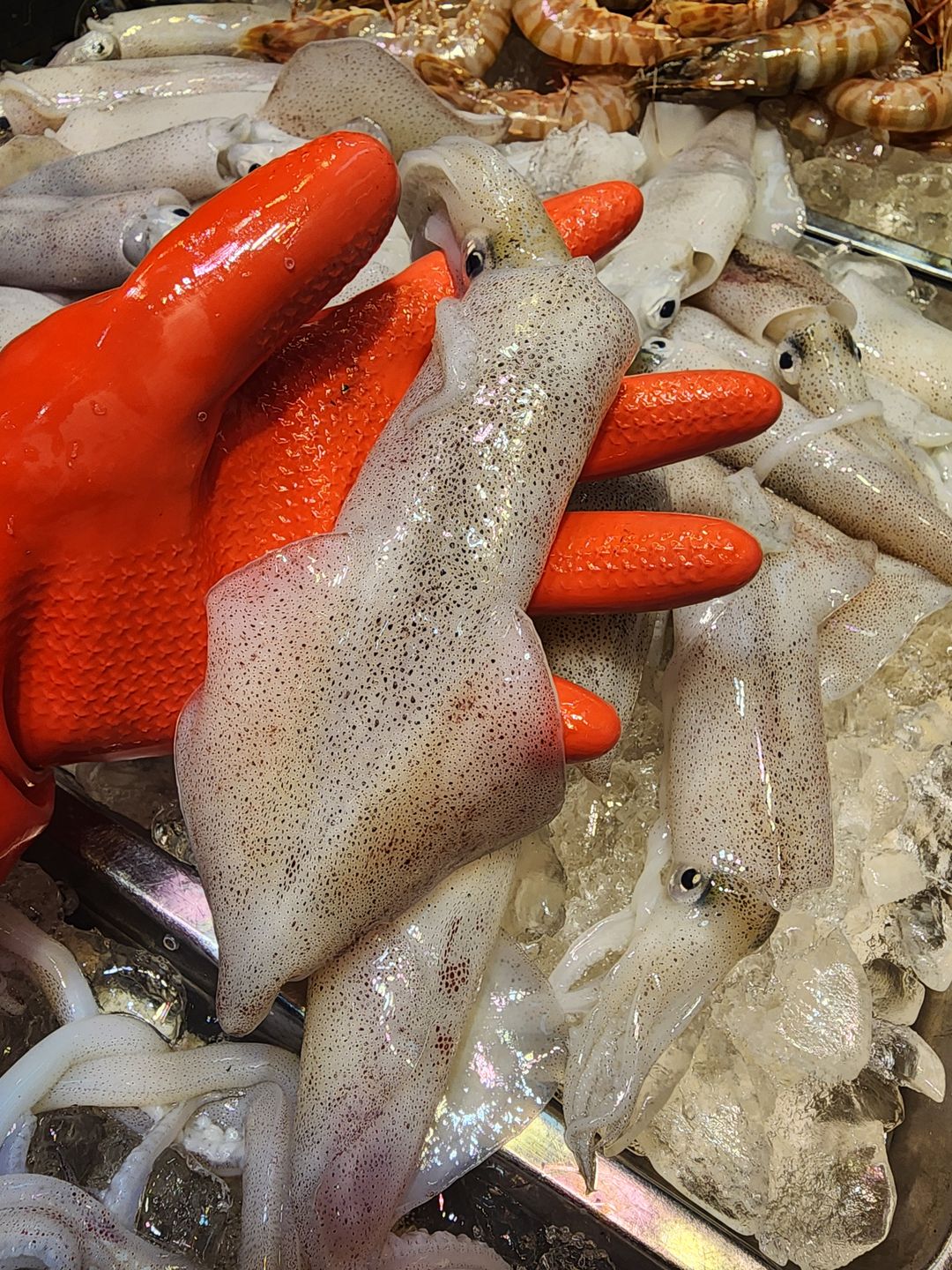 本地魷魚仔🦑(中Size) （3隻⚠️）（約9~10兩）