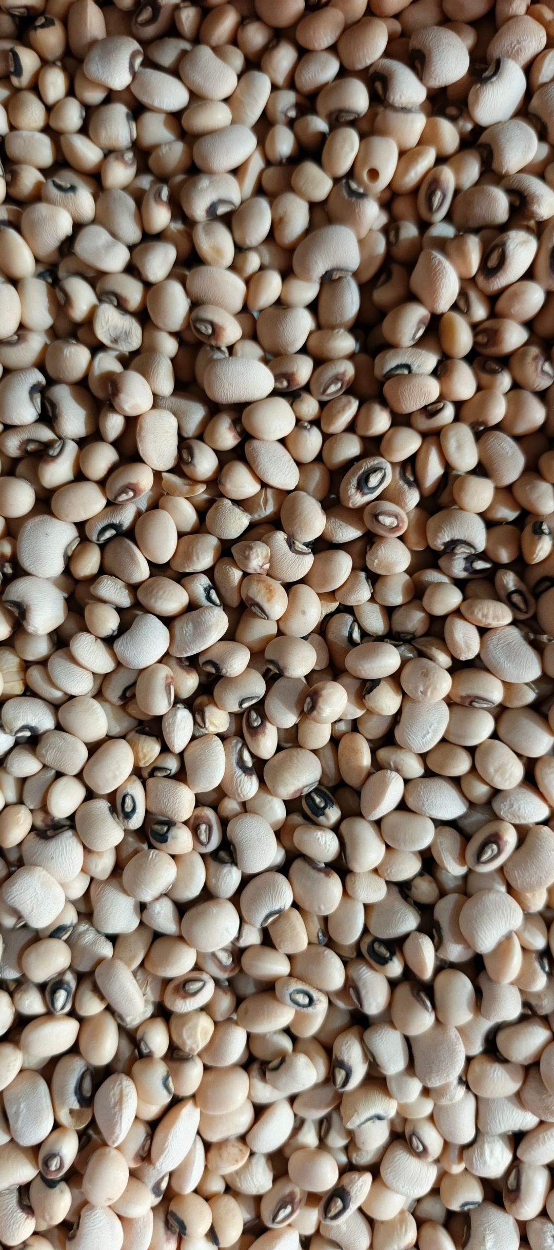 Cow Peas